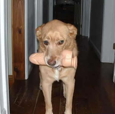 dog-with-dildo